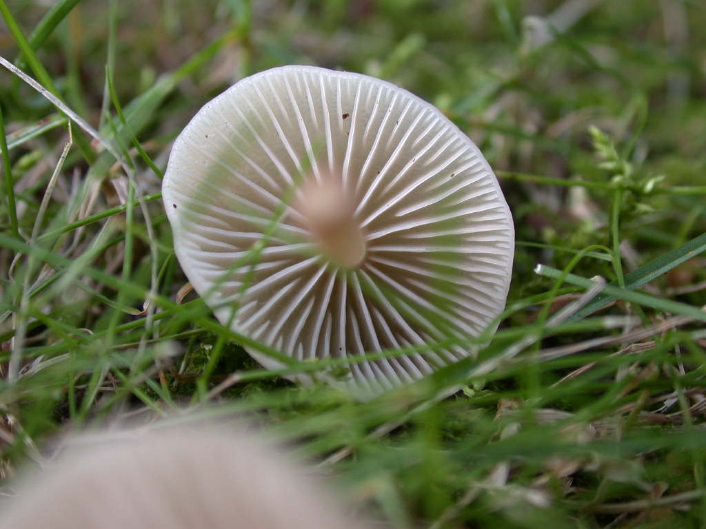 Marasmius wynnei